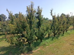 IMG_20250624_110617